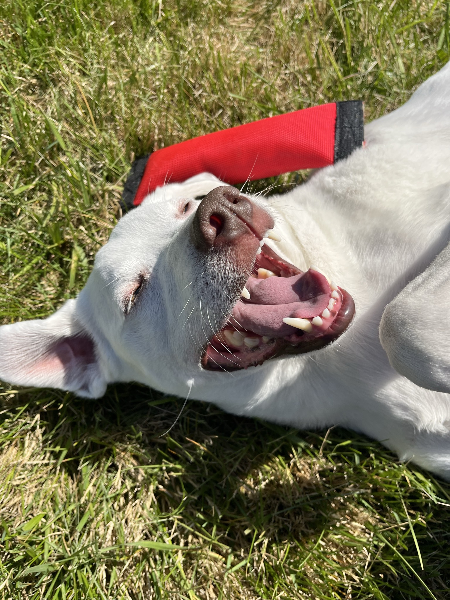 My dog Kody, smiling in the grass